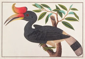 Rhinoceros Hornbill, z Rysunków ptaków z Malakki, ok. 1805-18 (wc na papierze)